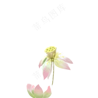 漂亮的荷花免抠图