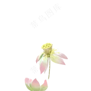 漂亮的荷花免抠图