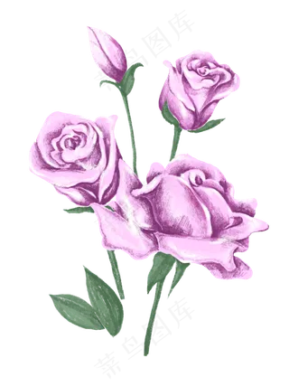 水彩玫瑰花朵