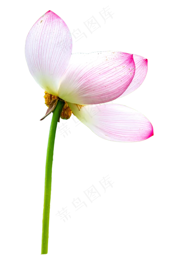 根茎荷花(2000X2000(DPI:300))