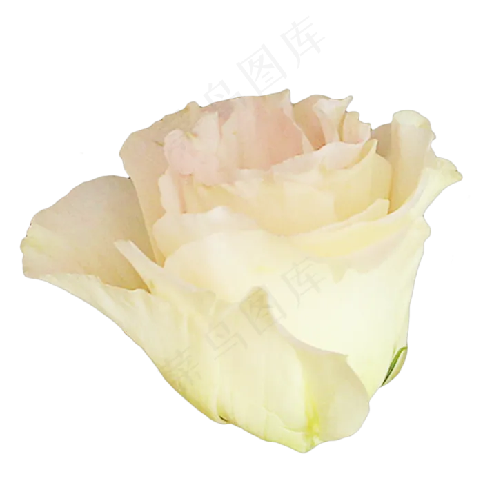 花朵桔梗花(2000X2000(DPI:300))