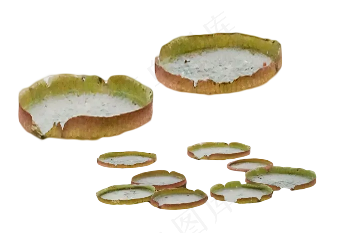 花卉亚马逊王莲种子(2000X1333(DPI:350))psd模版下载