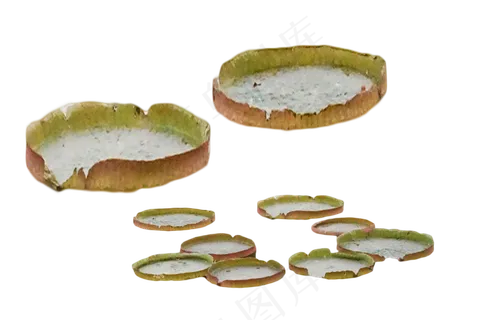 花卉亚马逊王莲种子