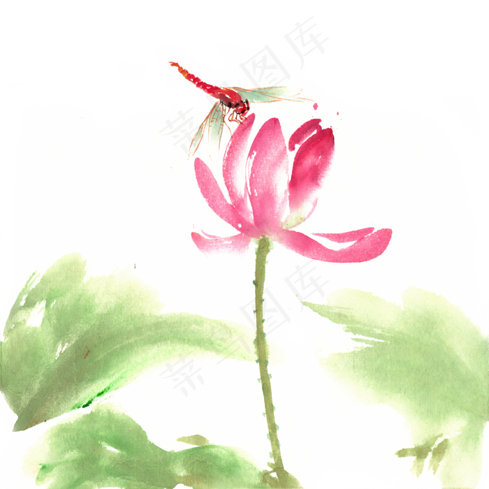 荷花上栖息的蜻蜓
