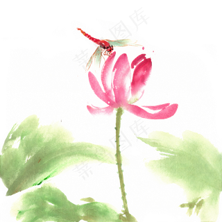 荷花上栖息的蜻蜓