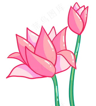 美丽荷花开放时刻