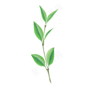 卡通手绘唯美树叶
