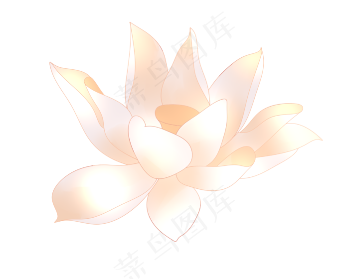 一朵漂亮的荷花插图