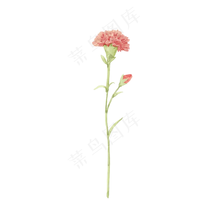 花花朵花色花瓣一支康乃馨(2000X2000(DPI:300))psd模版下载