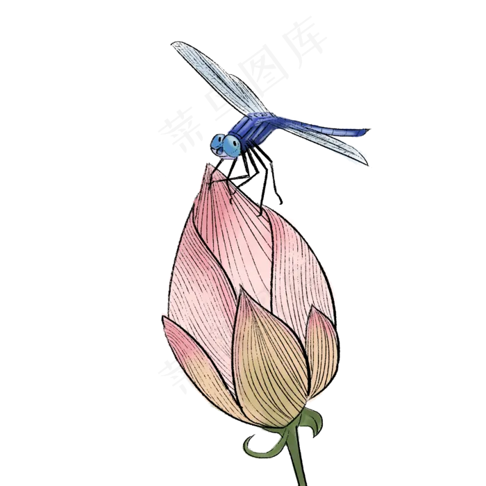 二十四节气夏至蜻蜓荷花小荷才露(2500X2500(DPI:300))psd模版下载