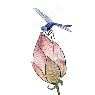 二十四节气夏至蜻蜓荷花小荷才露