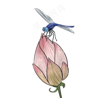 二十四节气夏至蜻蜓荷花小荷才露