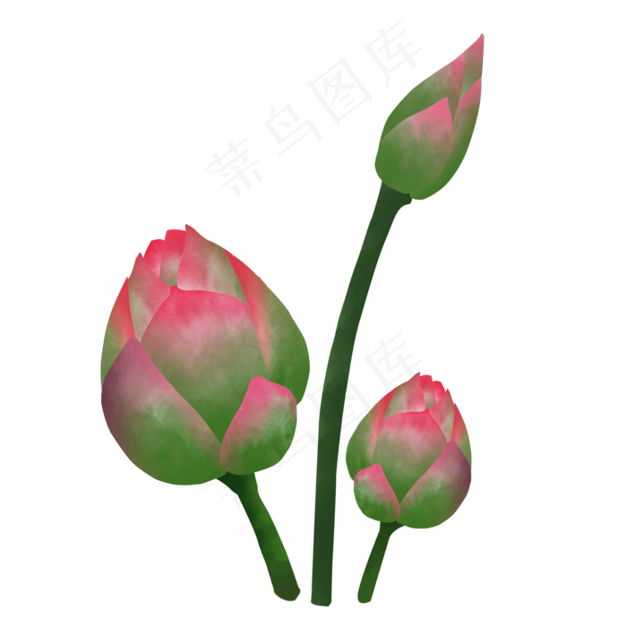 荷花花蕾花苞(2000X2000(DPI:300))psd模版下载