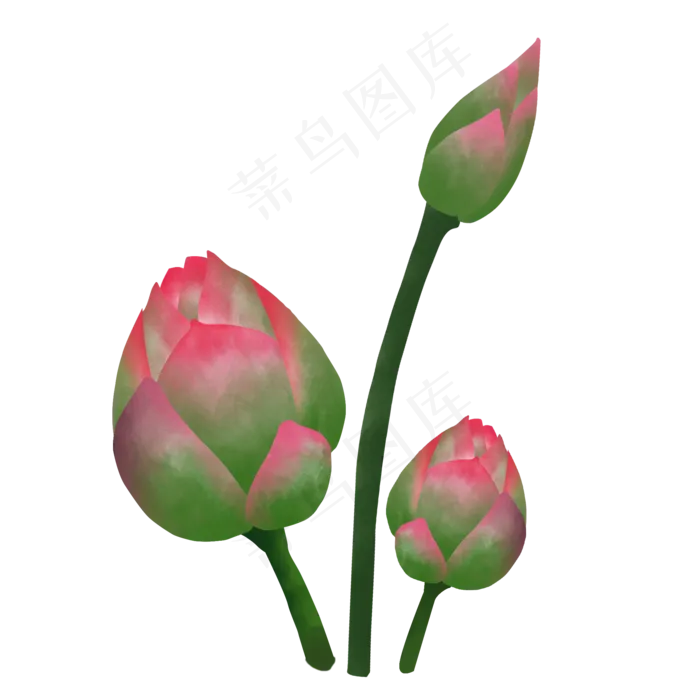荷花花蕾花苞(2000X2000(DPI:300))psd模版下载