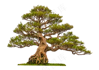老树盆景,免抠元素