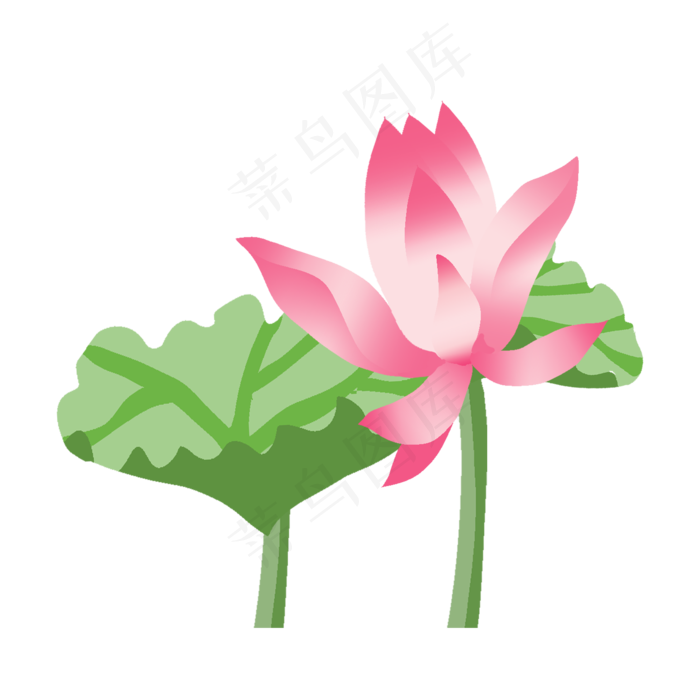 中国风荷花植物插画