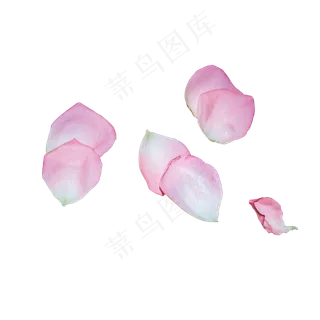 浅粉色玫瑰花瓣