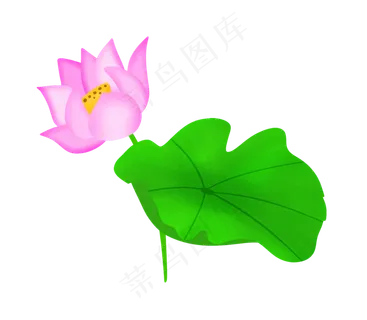 一朵漂亮的粉色荷花