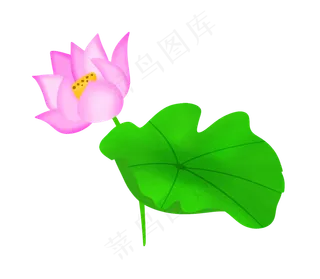 一朵漂亮的粉色荷花