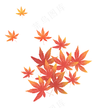 枫叶树叶落叶秋天红叶子枫树叶,免抠元素