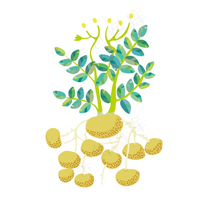 儿童科普土豆的球状根