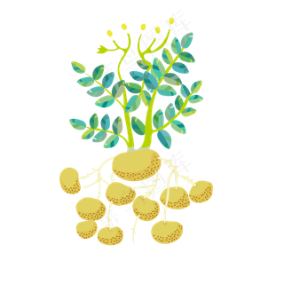 儿童科普土豆的球状根