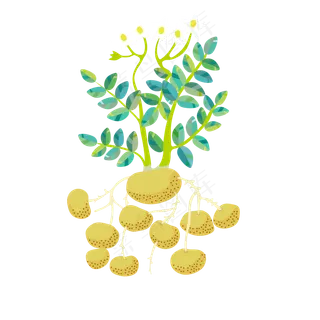 儿童科普土豆的球状根