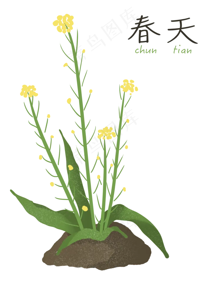 春天油菜花万物复苏,免抠元素(2362*3226px 300 dpi )psd模版下载