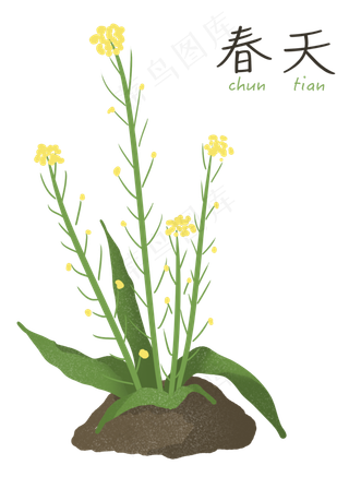 春天油菜花万物复苏,免抠元素