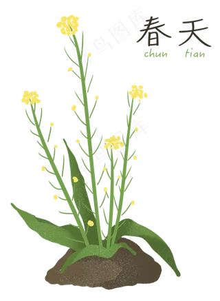 春天油菜花万物复苏,免抠元素