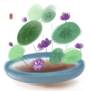 二十四节气大暑碗莲