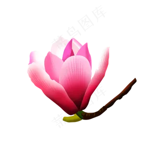 免扣卡通玉兰花朵,免抠元素