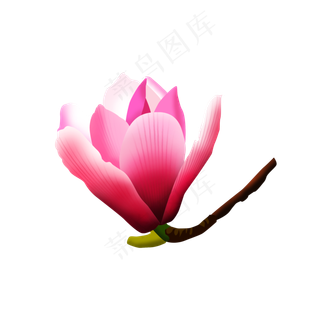 免扣卡通玉兰花朵,免抠元素