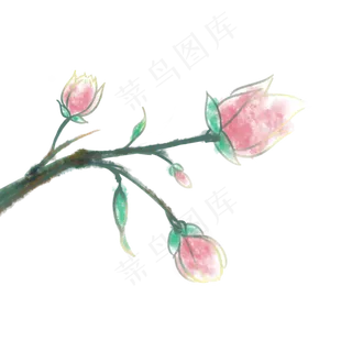 植物科属绿植含苞待放花