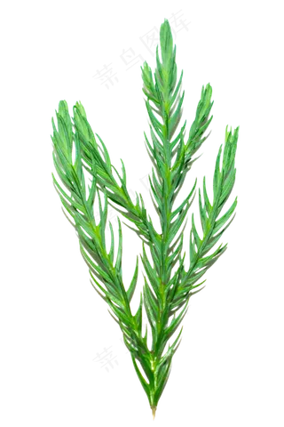 花草迷迭香,免抠元素
