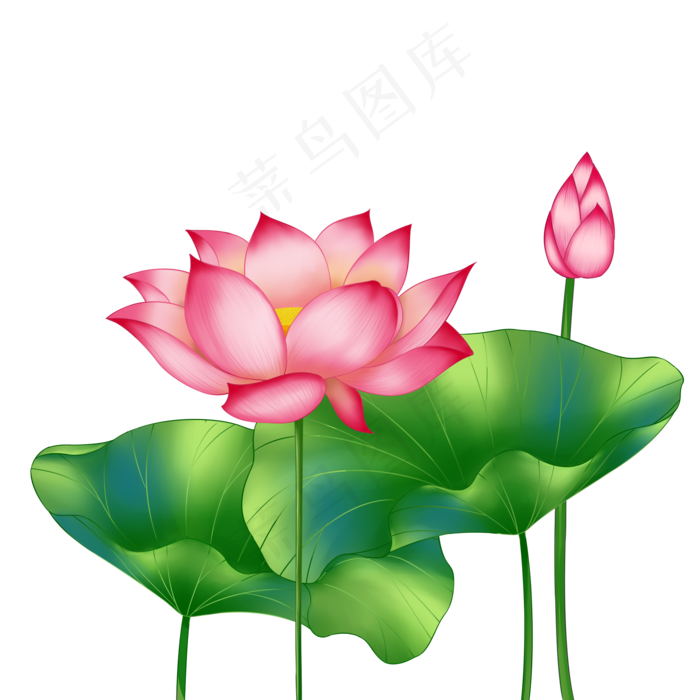 春季荷花莲花两莲花两大叶子,免抠元素