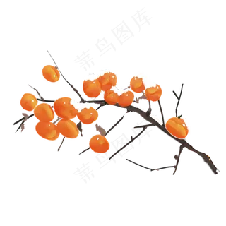 霜降植物水彩柿子素材