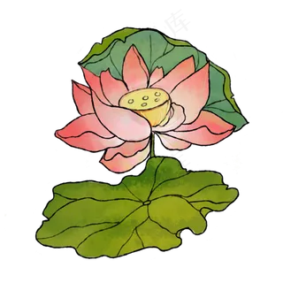 夏季荷花粉色莲花