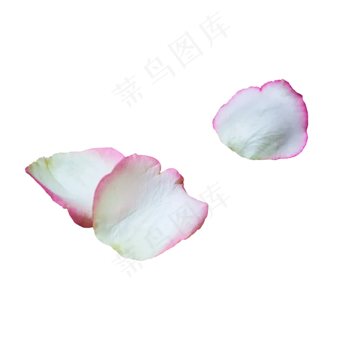3片玫瑰花瓣(2000*2000px 300 dpi )