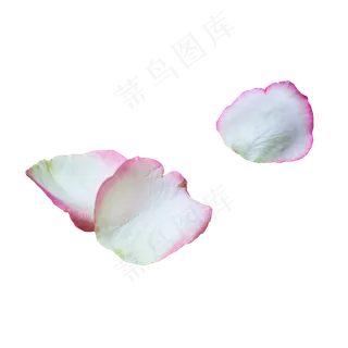 3片玫瑰花瓣