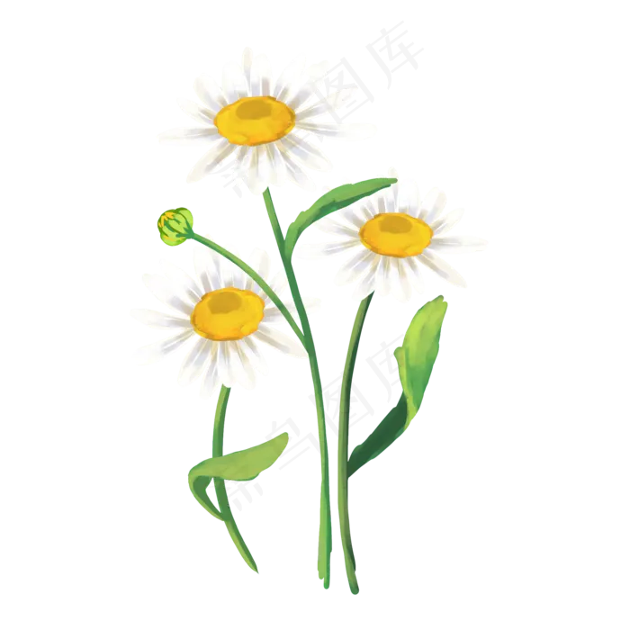 美丽白色洋甘菊,免抠元素(2000X2000(DPI:300))psd模版下载