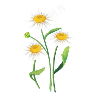 美丽白色洋甘菊,免抠元素