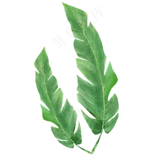 精美绿色叶子