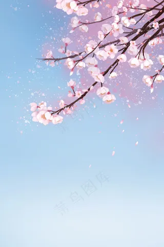 唯美樱花春日赏花