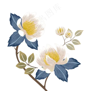 手绘花昙花简笔画小清新