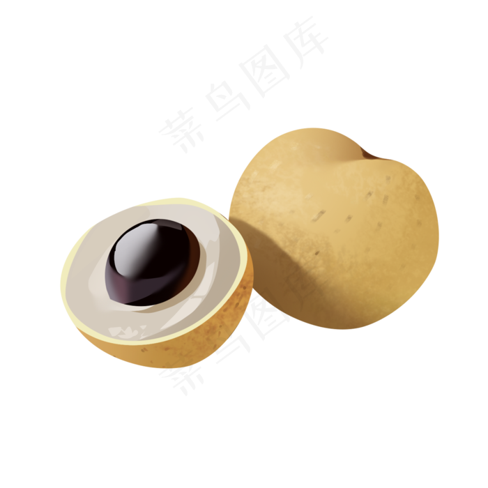 桂圆手绘png免抠