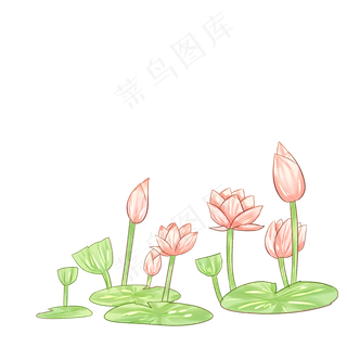 手绘荷花清新淡雅
