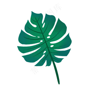 热带树叶龟背叶PNG免抠素材