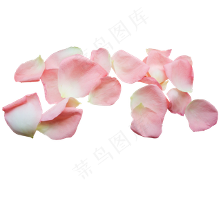 粉红色玫瑰花瓣