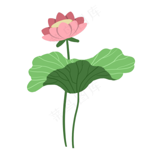 夏日荷花手绘